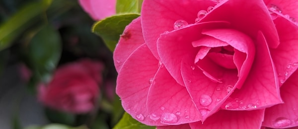Beautiful pink roses in full bloom