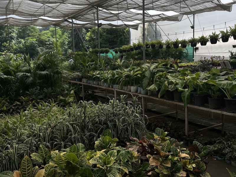 Mauli Rose Nursery — visit us in Sortapwadi, Pune