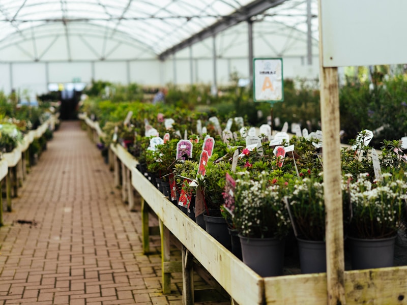 Rows of potted plants in the nursery