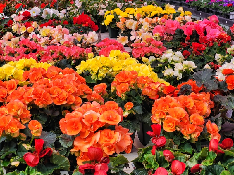Colourful flowering plants display