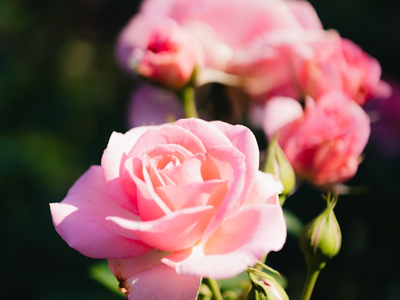 Rose garden in full bloom