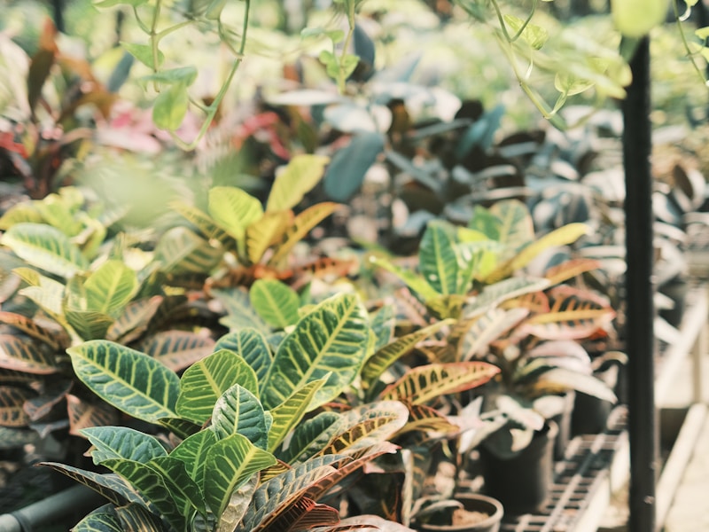 Indoor plant collection on display