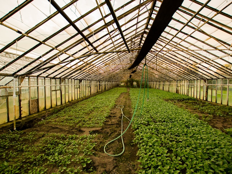 Wide view of nursery greenhouse