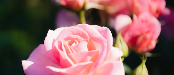 Beautiful roses in bloom at the nursery