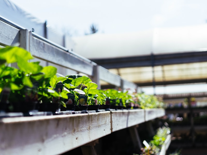 Green plant collection in nursery