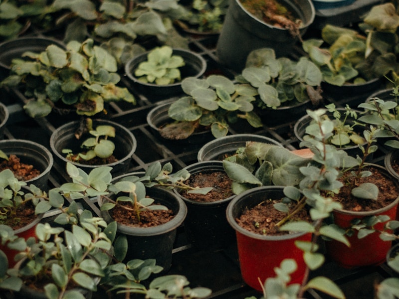 Rows of nursery plants
