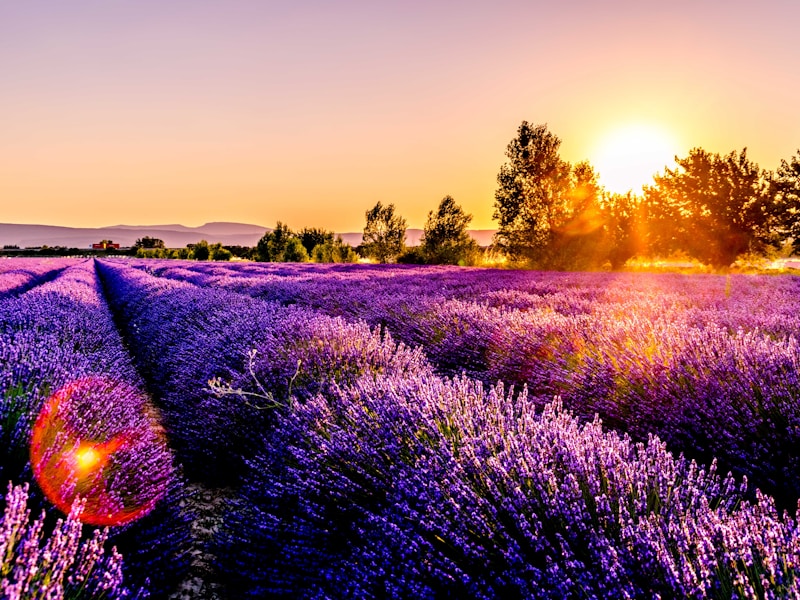 Colourful garden flowers