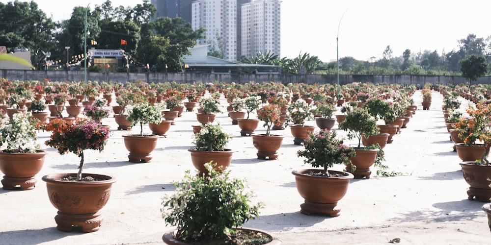 Lush green garden pathway at Mauli Rose Nursery