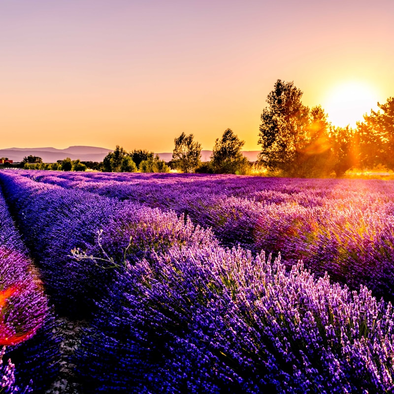 Colourful flowering plant
