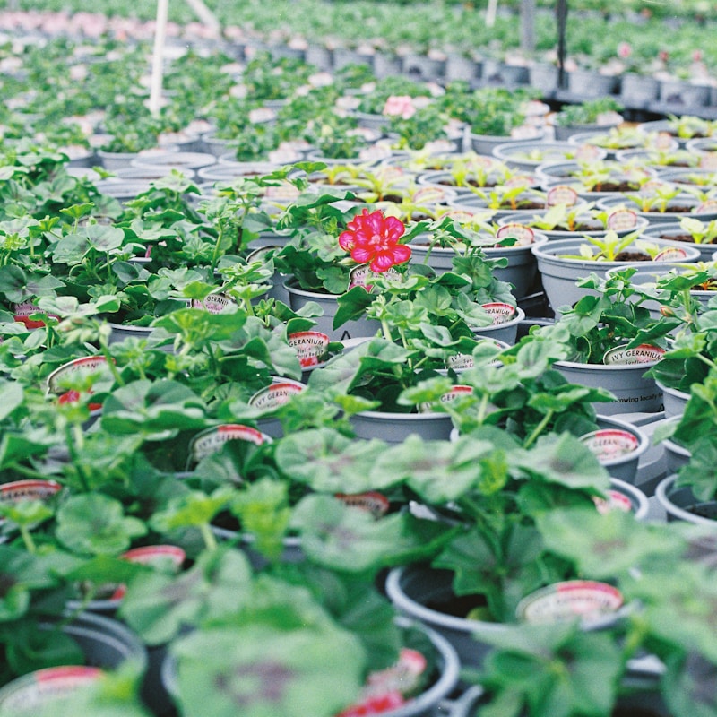 Outdoor potted garden plant