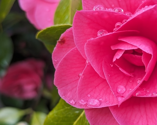 Close-up of vibrant roses at Mauli Rose Nursery