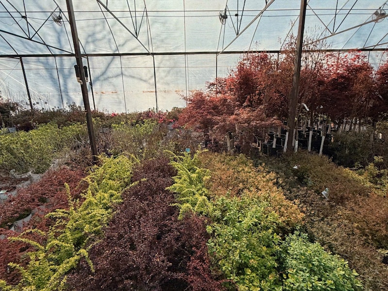 Hardy outdoor plants for gardens
