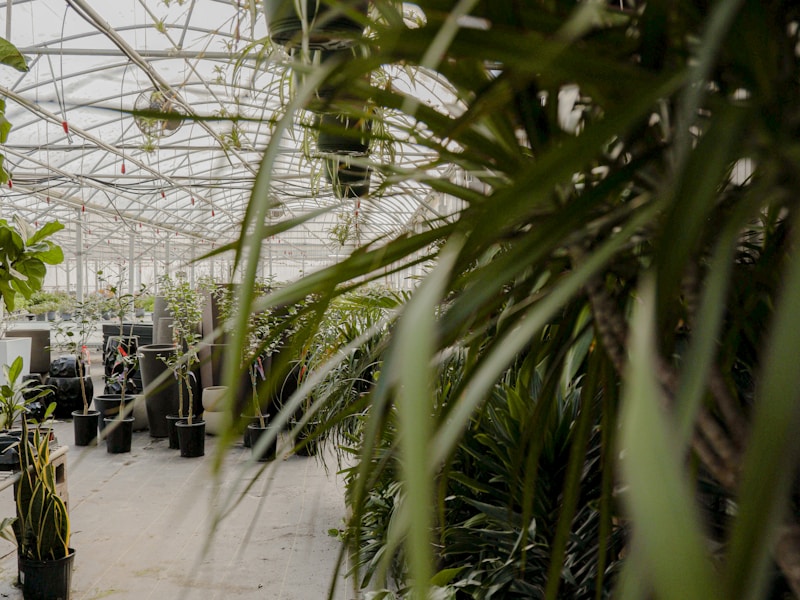 Premium and rare plant varieties
