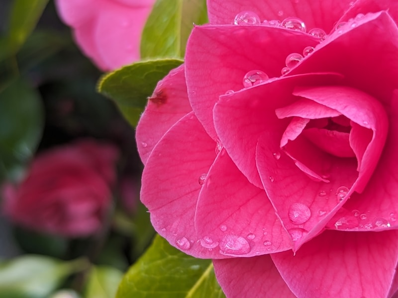 Vibrant rose plants in multiple colours