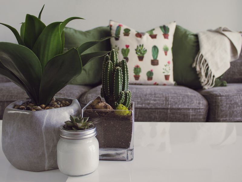 Low-maintenance succulent collection