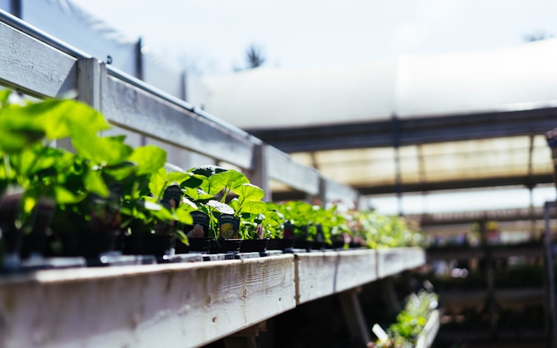 Wide range of nursery plants and roses